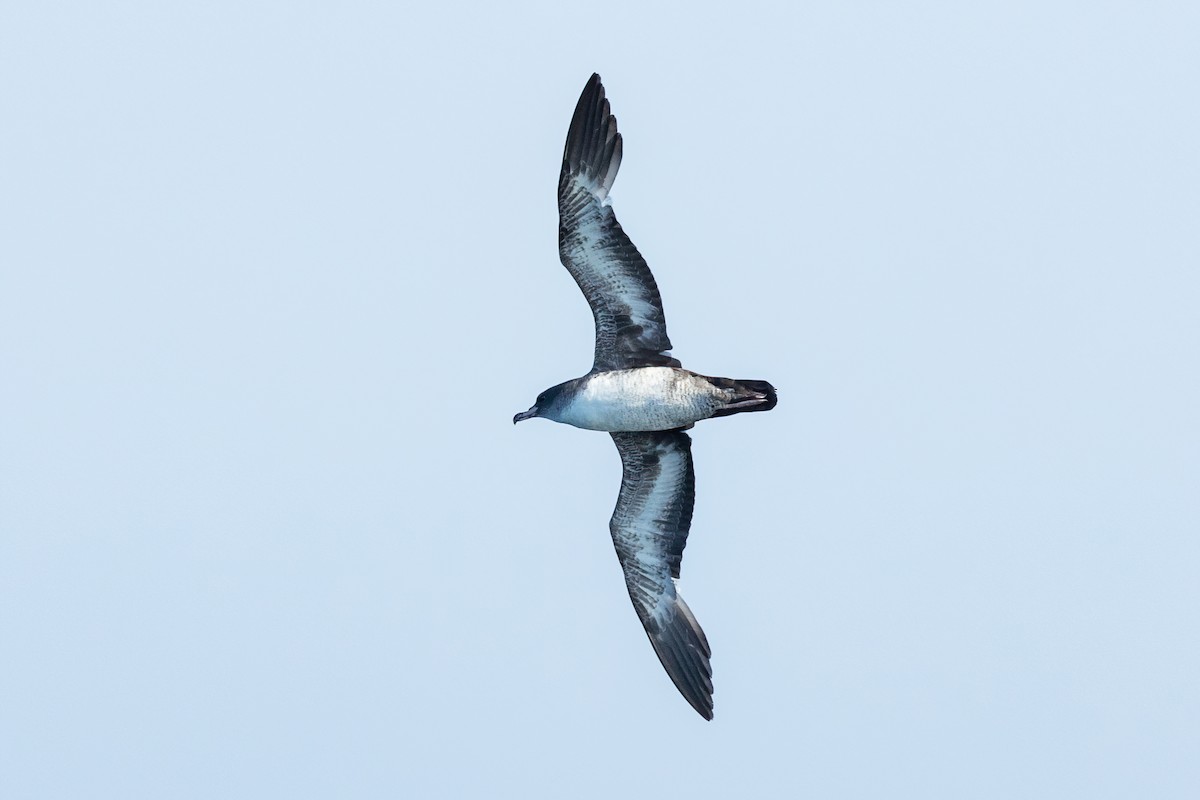 Pink-footed Shearwater - ML437274201