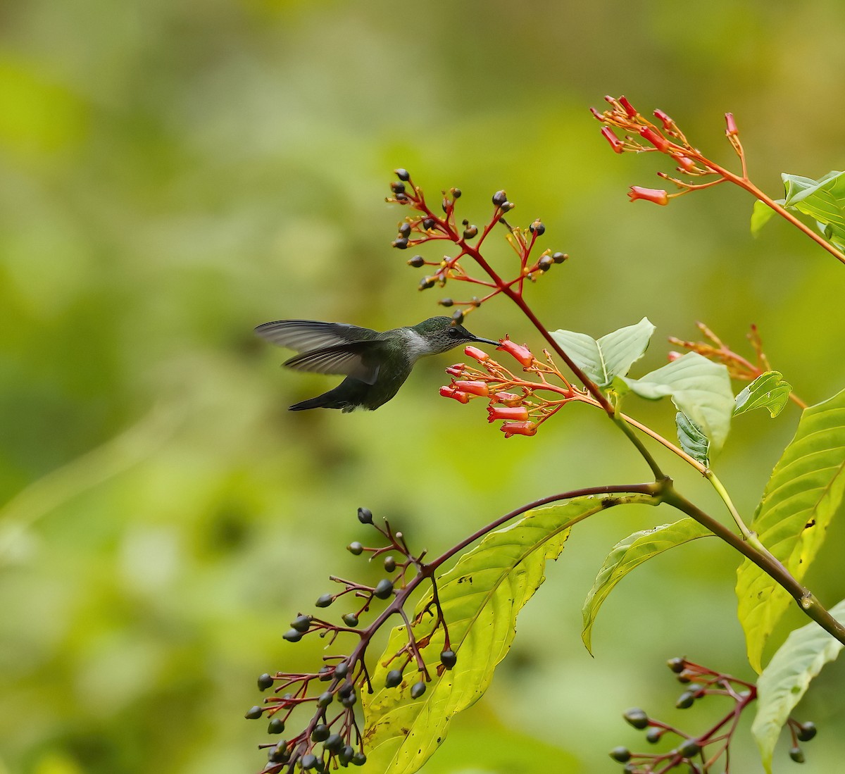 Vervain Hummingbird - ML437274251