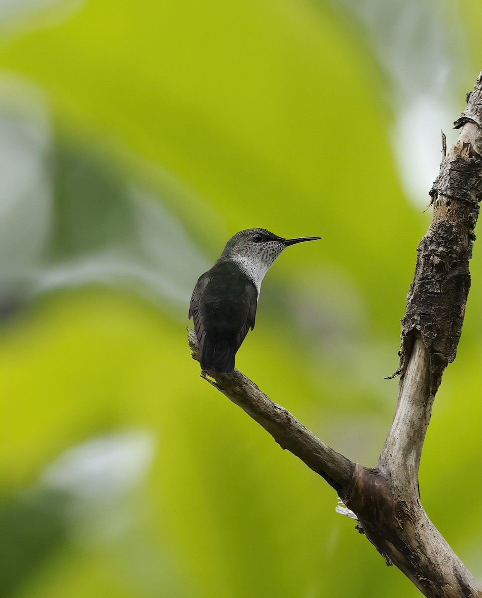 Vervain Hummingbird - Scott Sneed