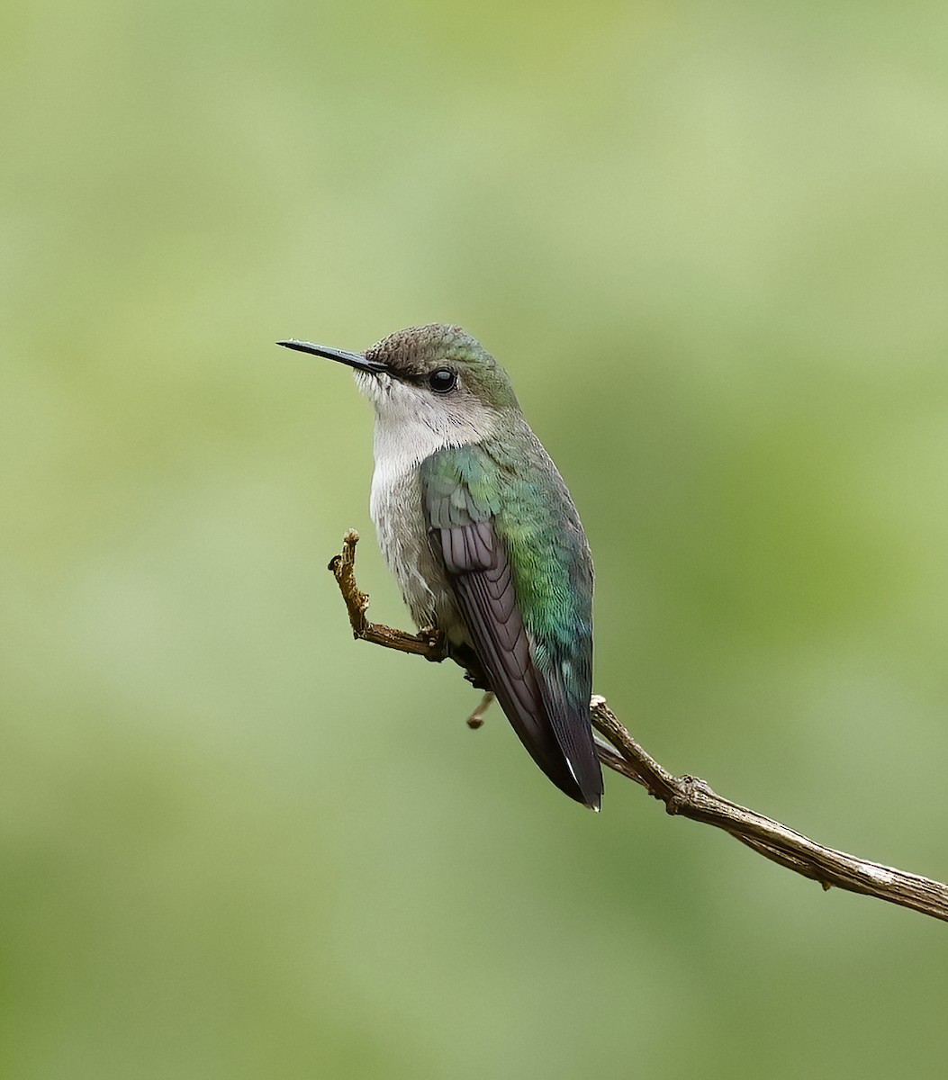 Vervain Hummingbird - Scott Sneed