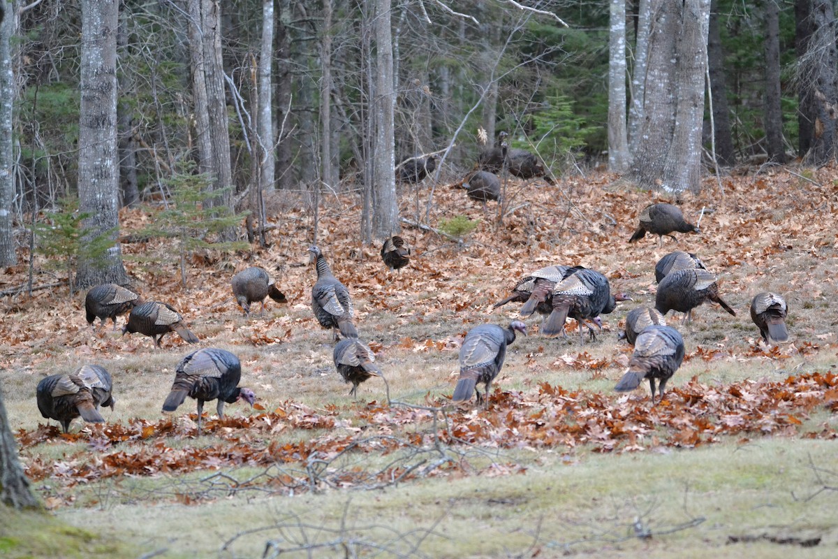 Wild Turkey - Michael J Good