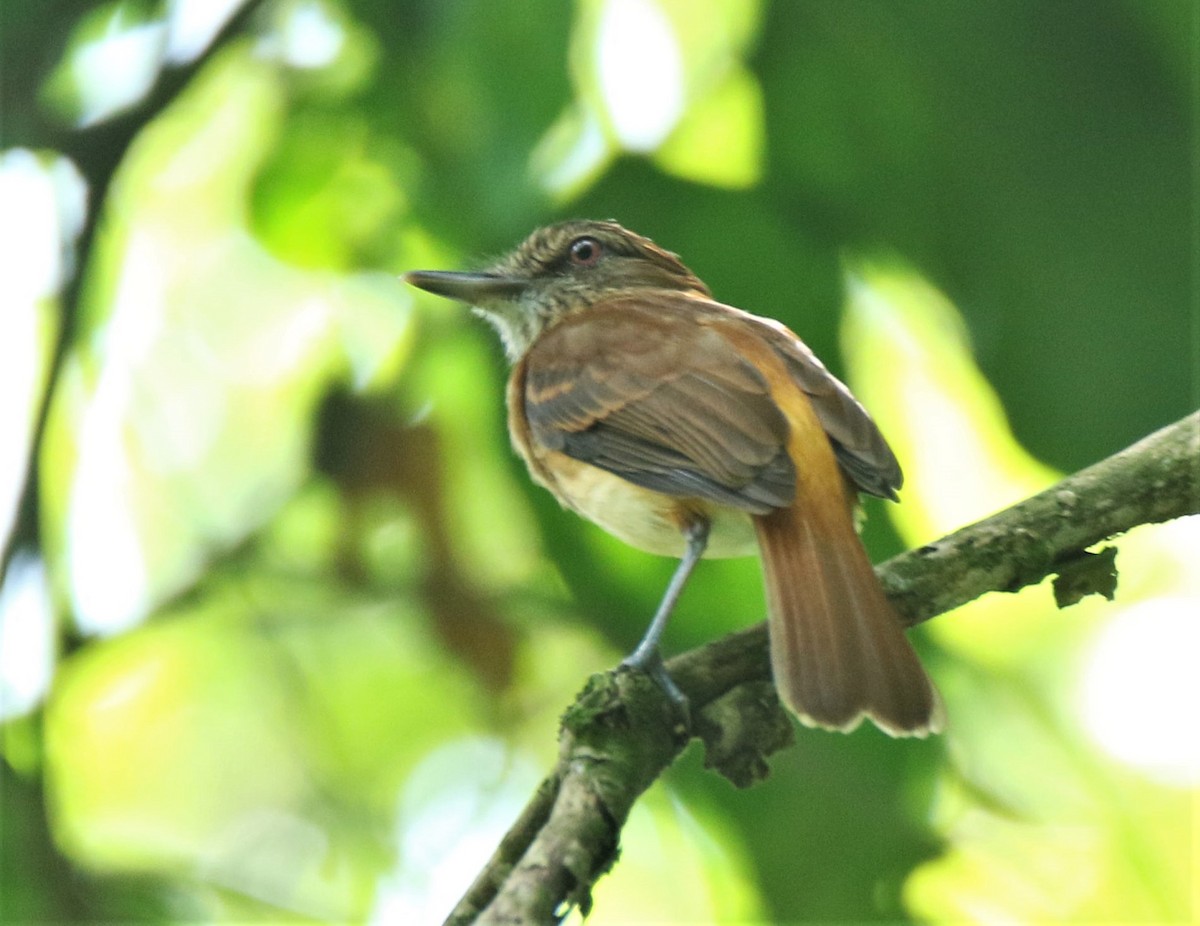 Bright-rumped Attila - ML437275741