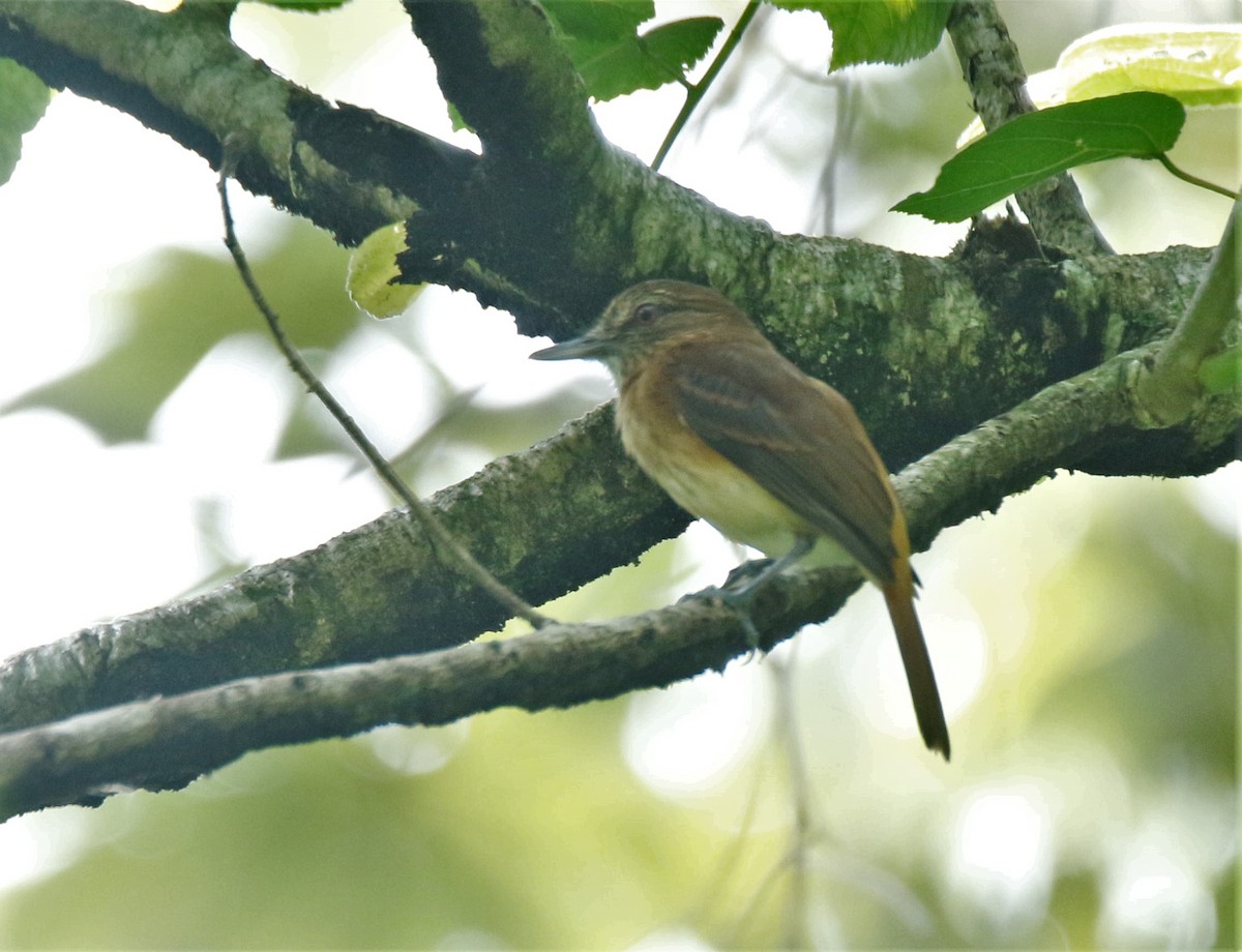 Bright-rumped Attila - ML437275761