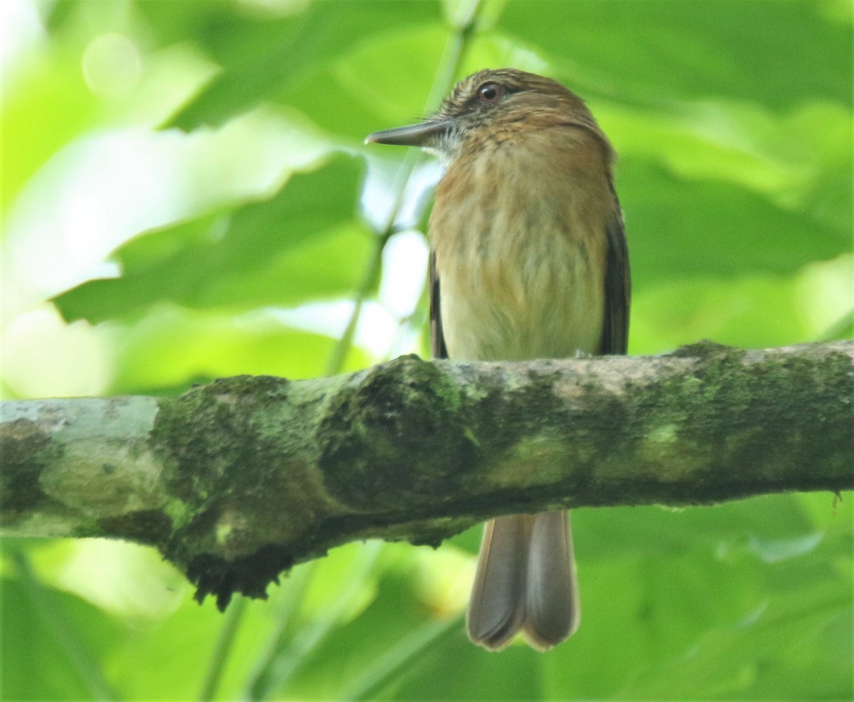Bright-rumped Attila - ML437275771