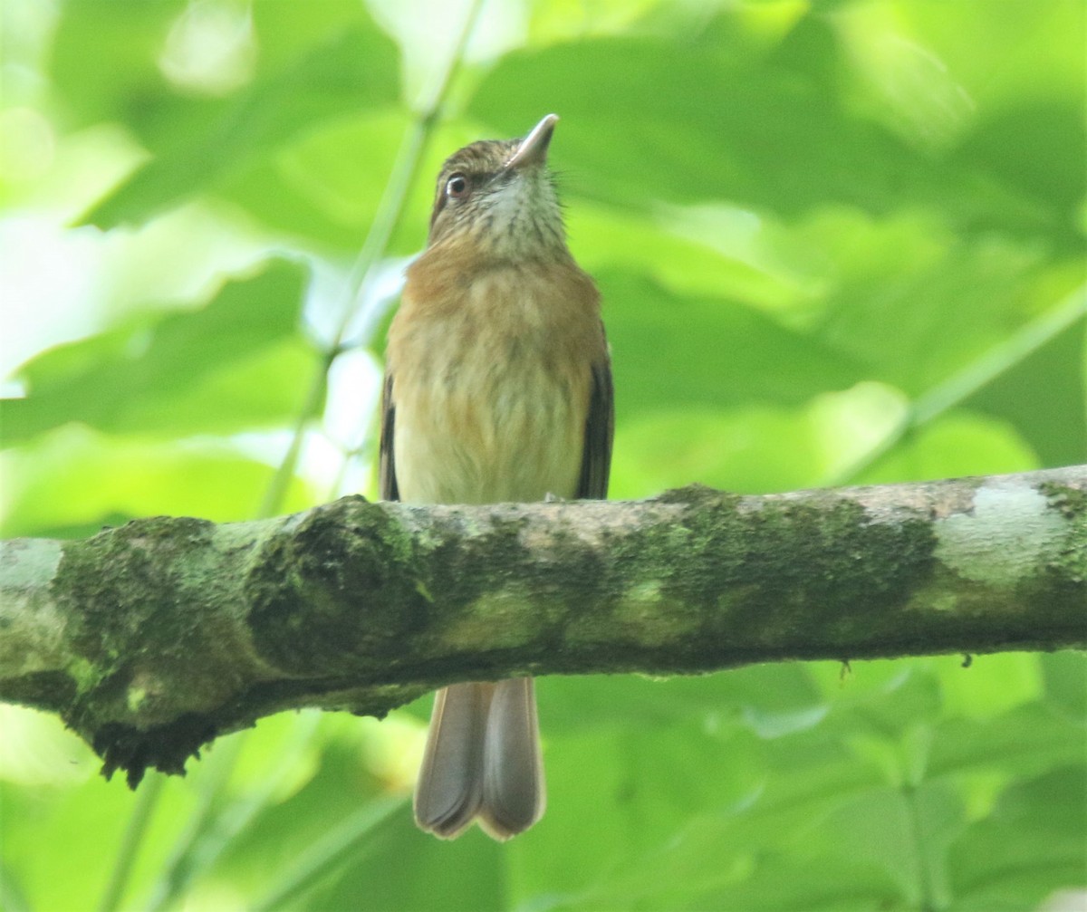 Bright-rumped Attila - ML437275891