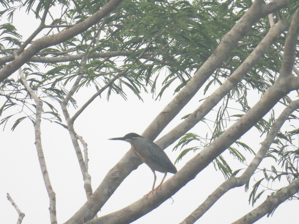 Striated Heron - ML437276221