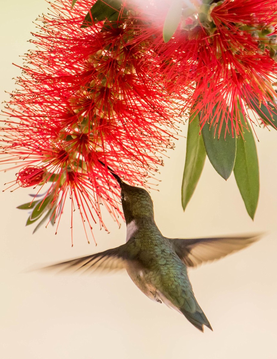 Black-chinned Hummingbird - Chris Tosdevin