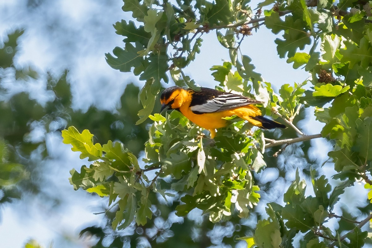 Bullock's Oriole - ML437277341