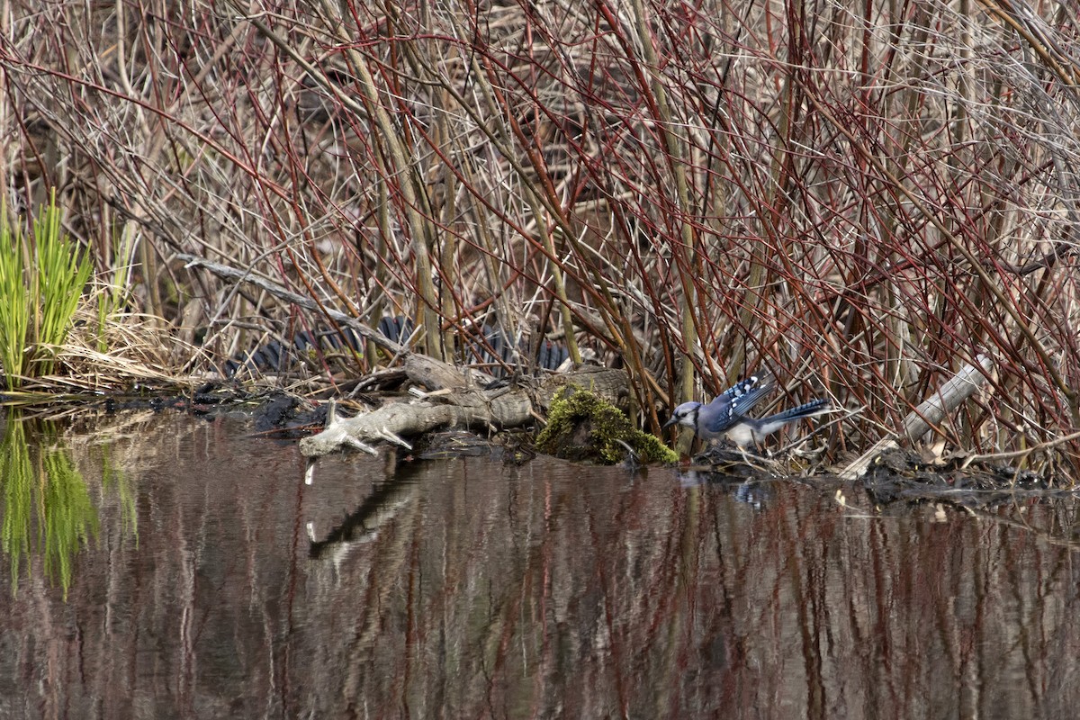 Blue Jay - ML437277691