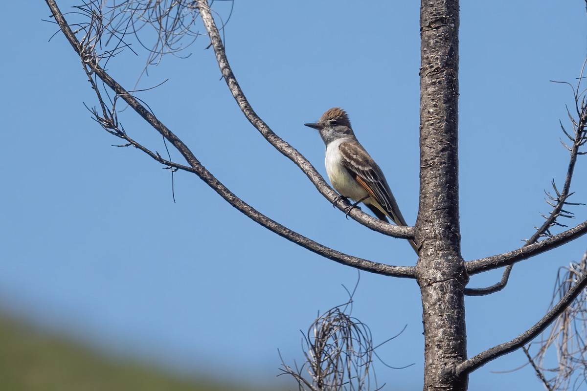 Ash-throated Flycatcher - ML437277941