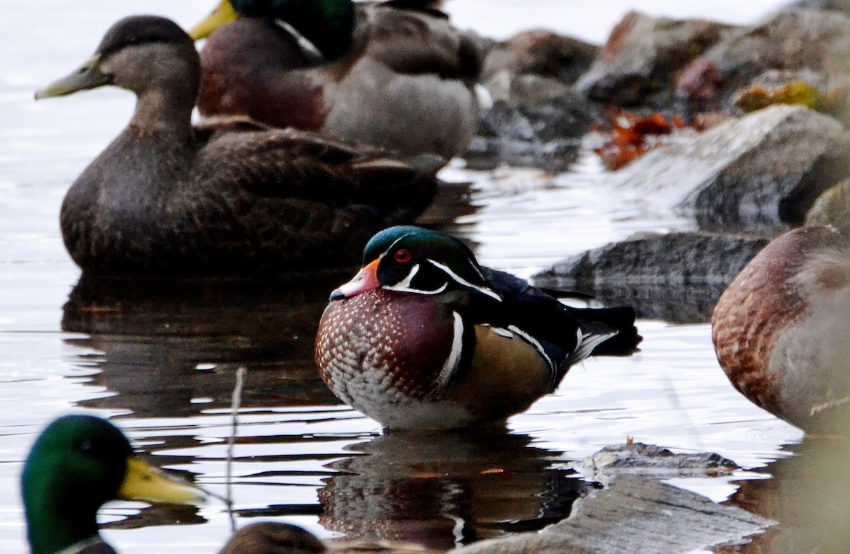 Wood Duck - ML43727841