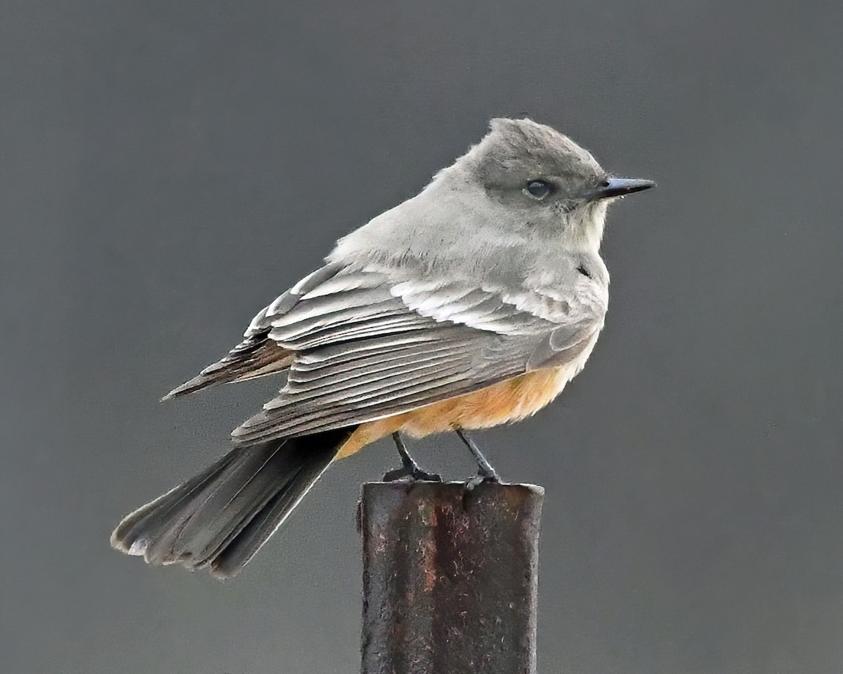 Say's Phoebe - Gary Nelkie