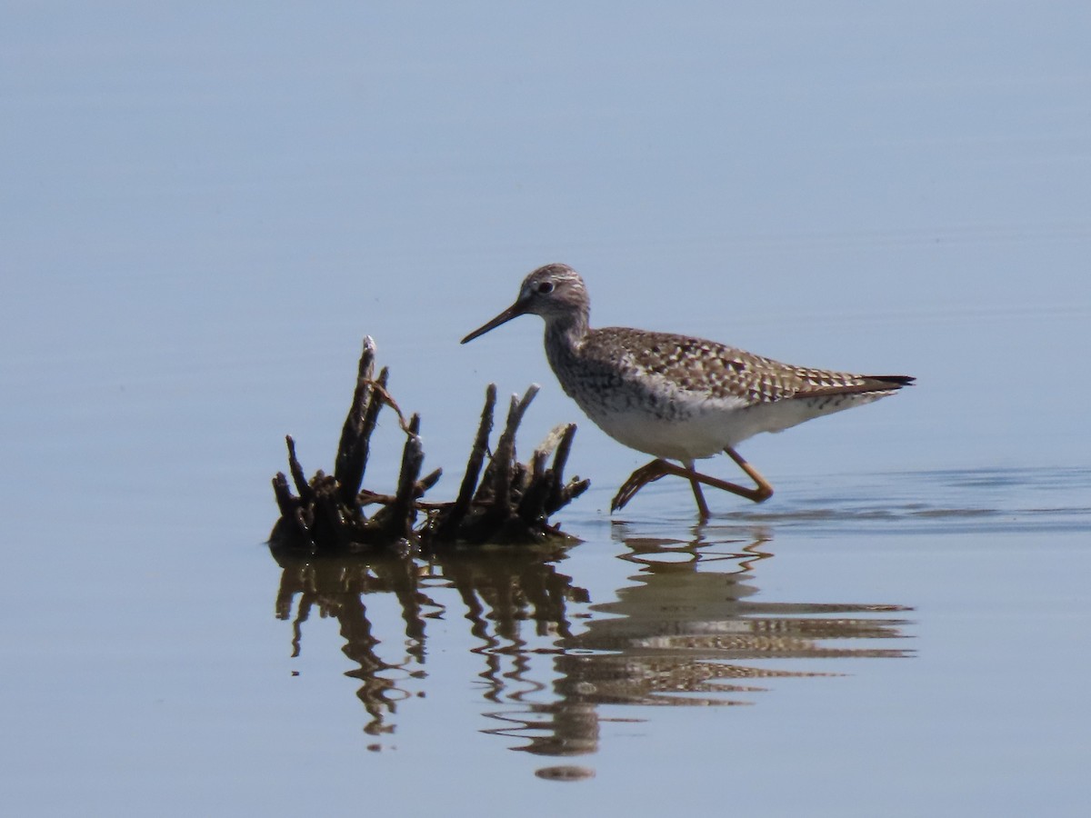 Lesser Yellowlegs - ML437282831