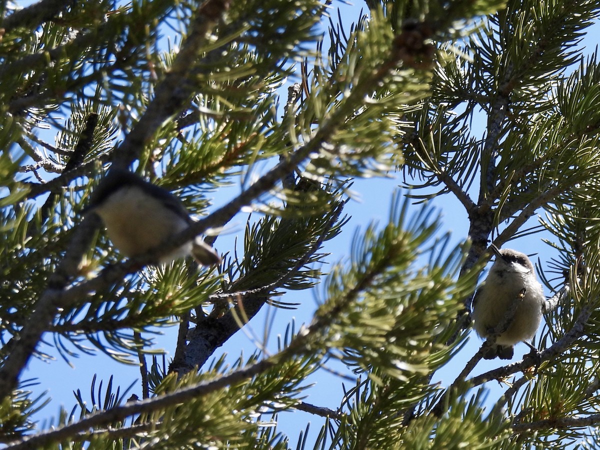 Pygmy Nuthatch - ML437283461