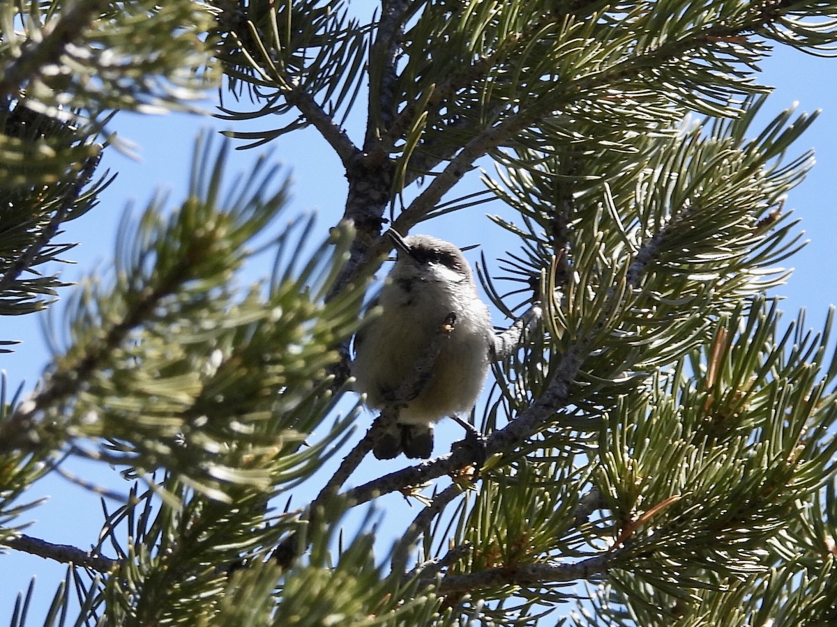 Pygmy Nuthatch - ML437283481