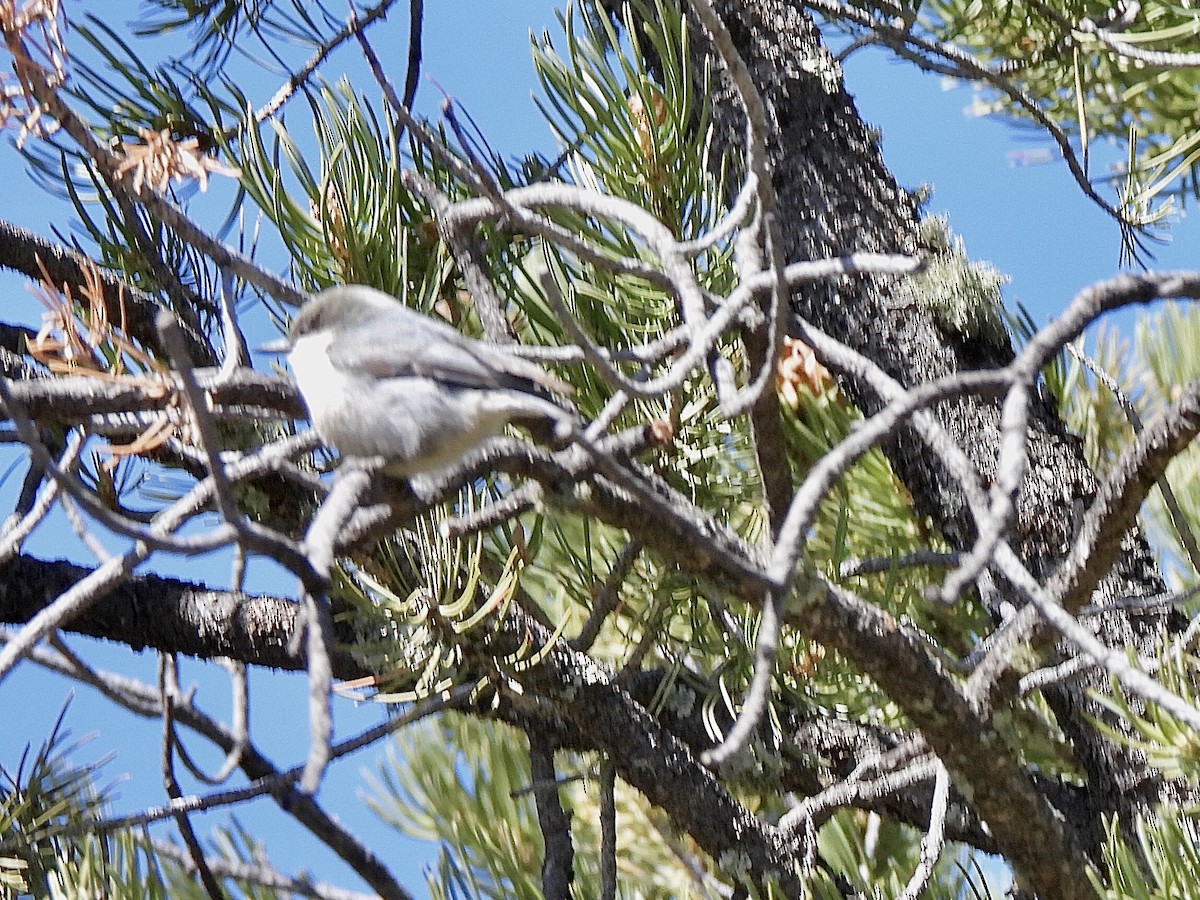 Pygmy Nuthatch - ML437283501