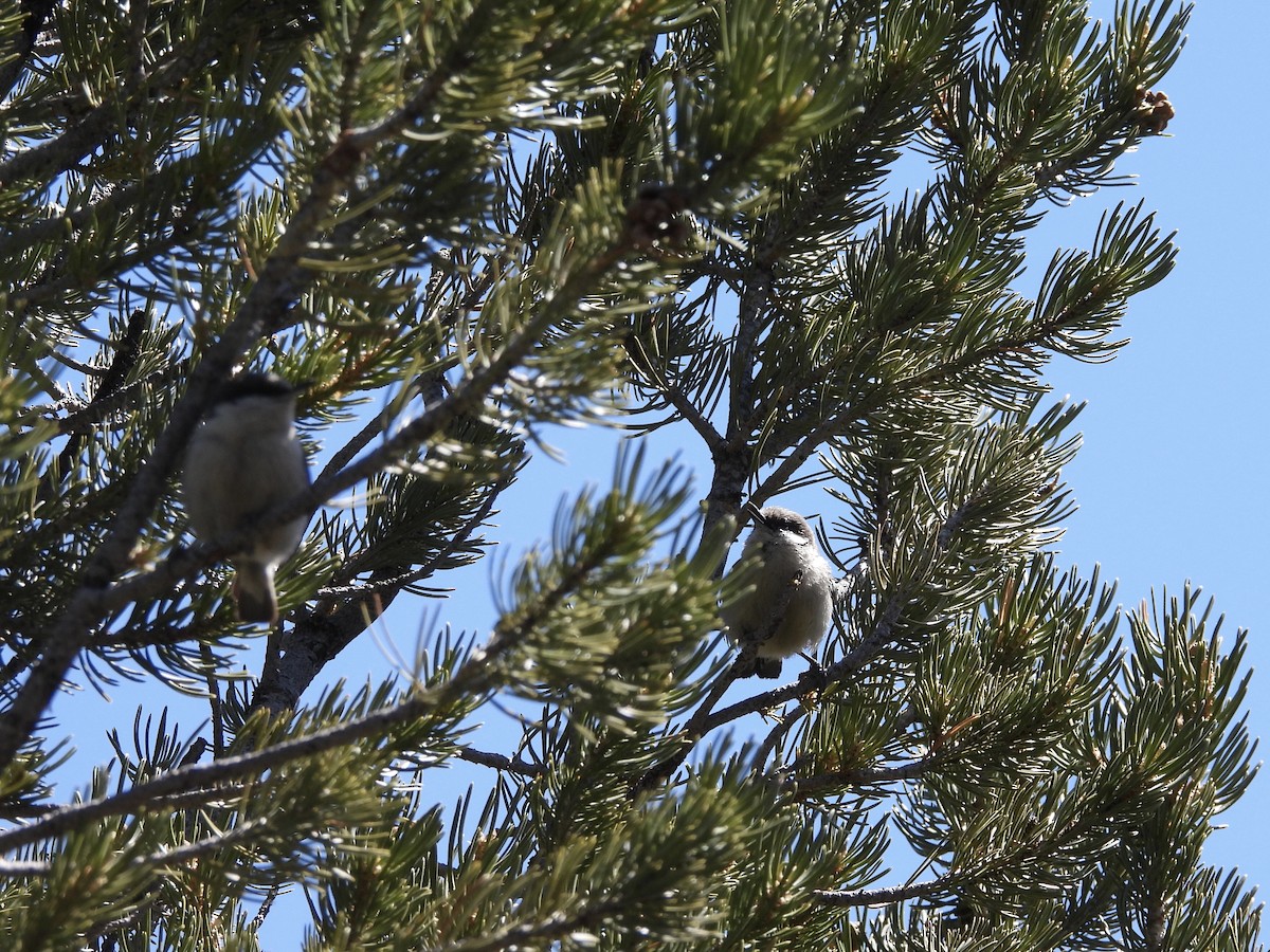 Pygmy Nuthatch - ML437283531