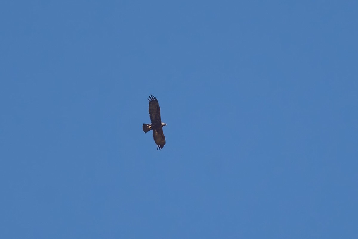 Golden Eagle - ML437284291