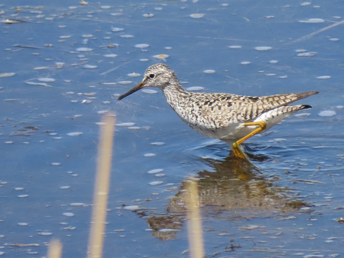 Lesser Yellowlegs - ML437286021