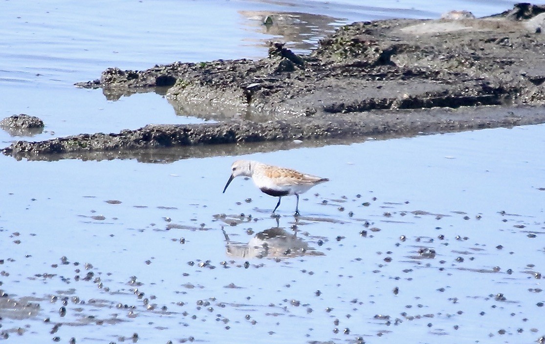 Dunlin - ML437286371