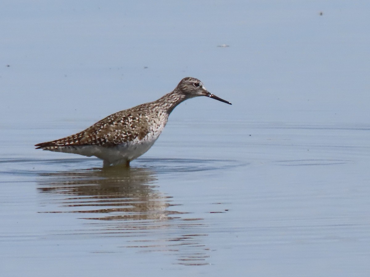 Lesser Yellowlegs - ML437286631