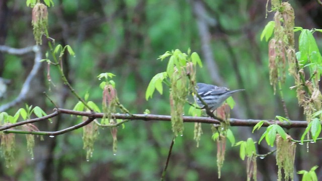 Yellow-throated Warbler - ML437287251