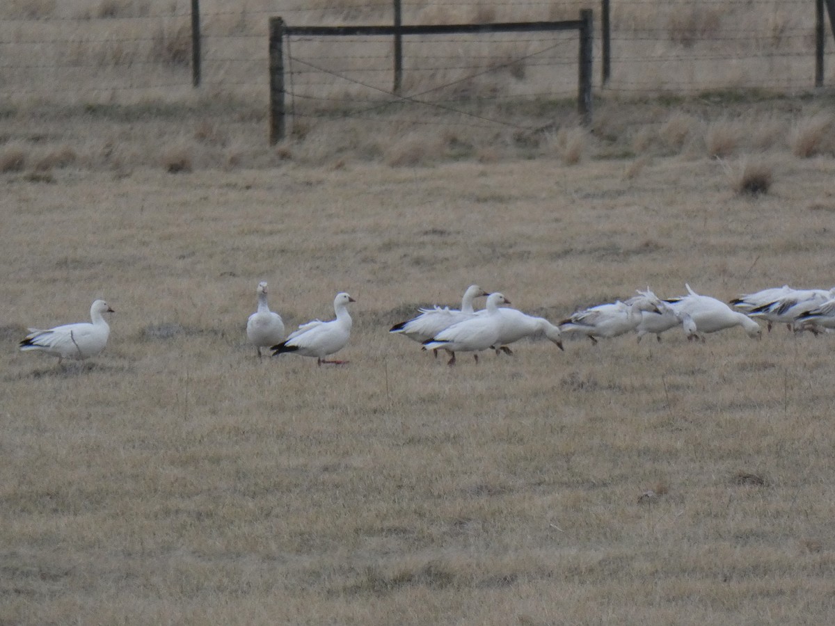 Ross's Goose - ML437287421