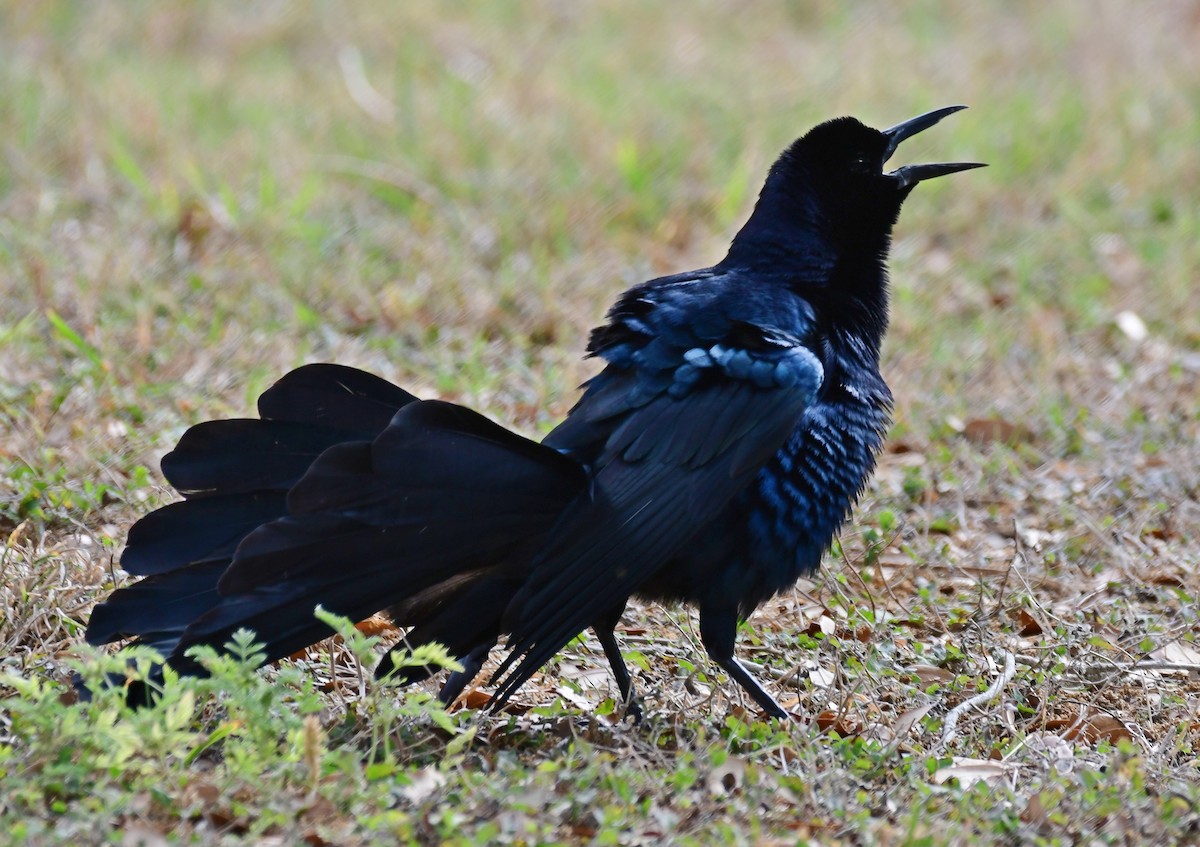 Great-tailed Grackle - ML437287441