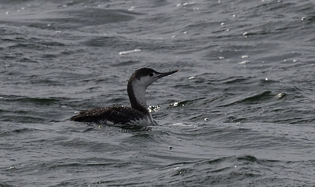Red-throated Loon - ML437288311