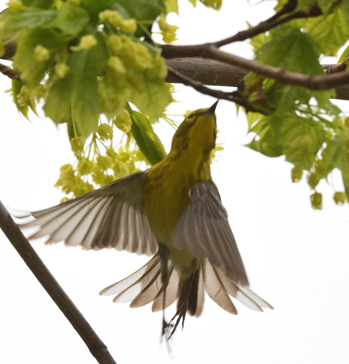 Pine Warbler - Cesar Castillo