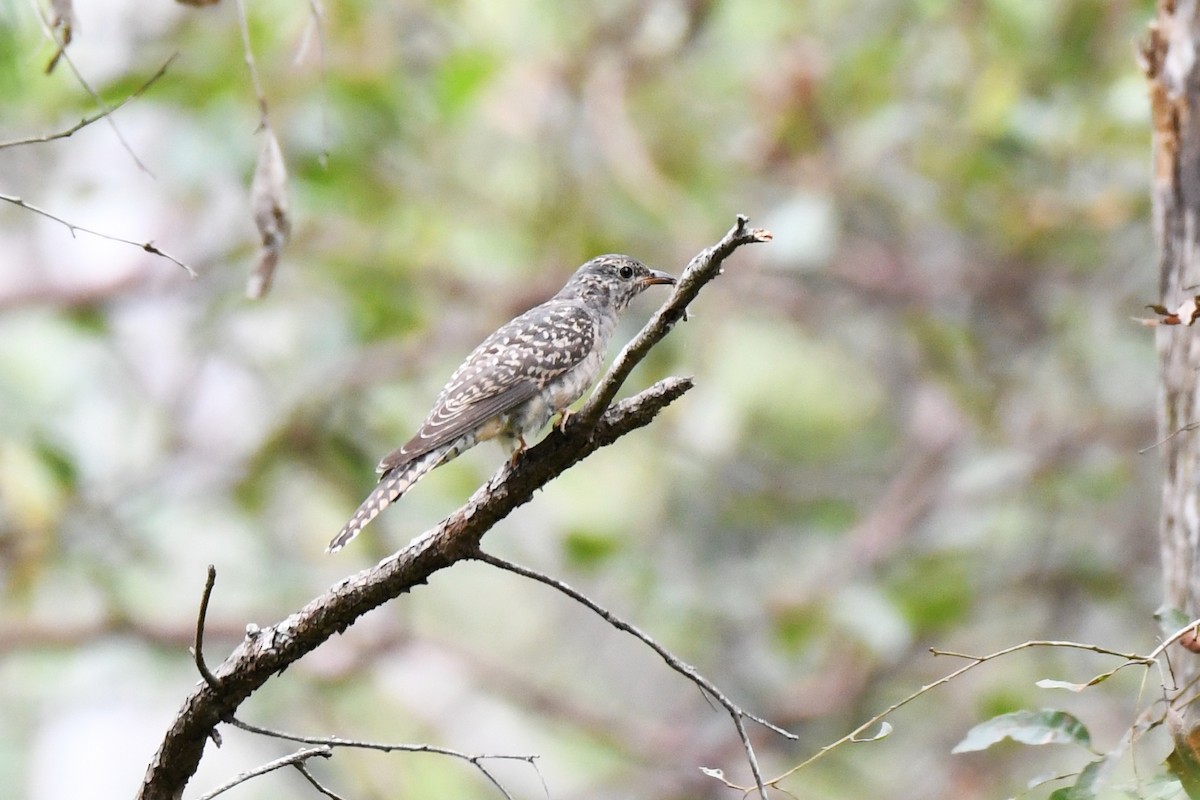 Brush Cuckoo - ML437288831