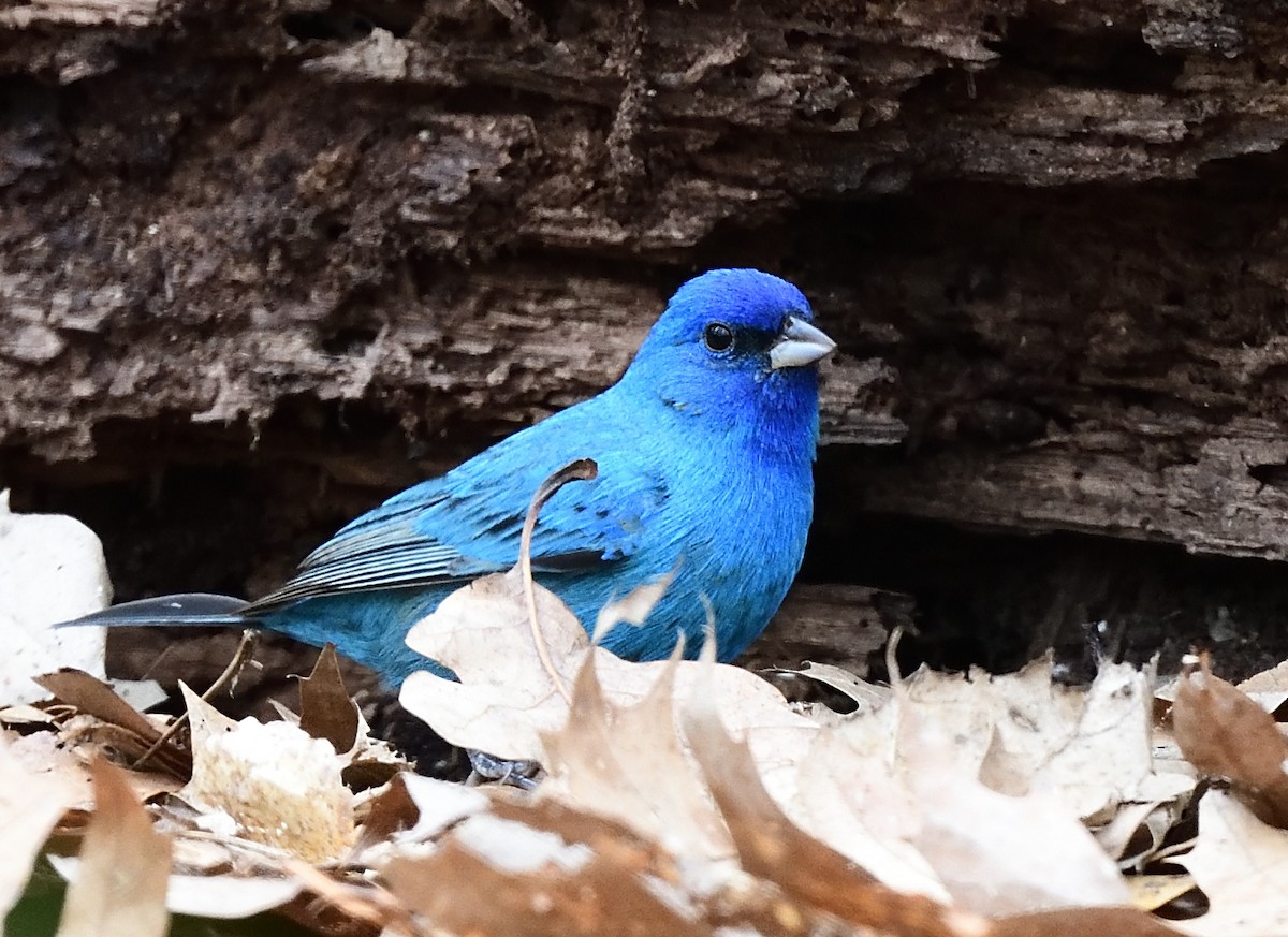 Indigo Bunting - ML437289041