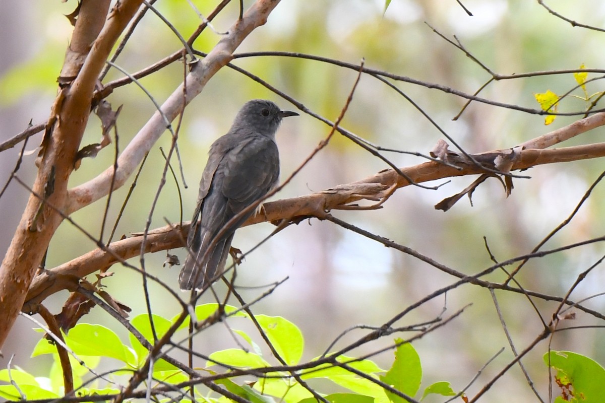 Cuco Varioloso - ML437289111