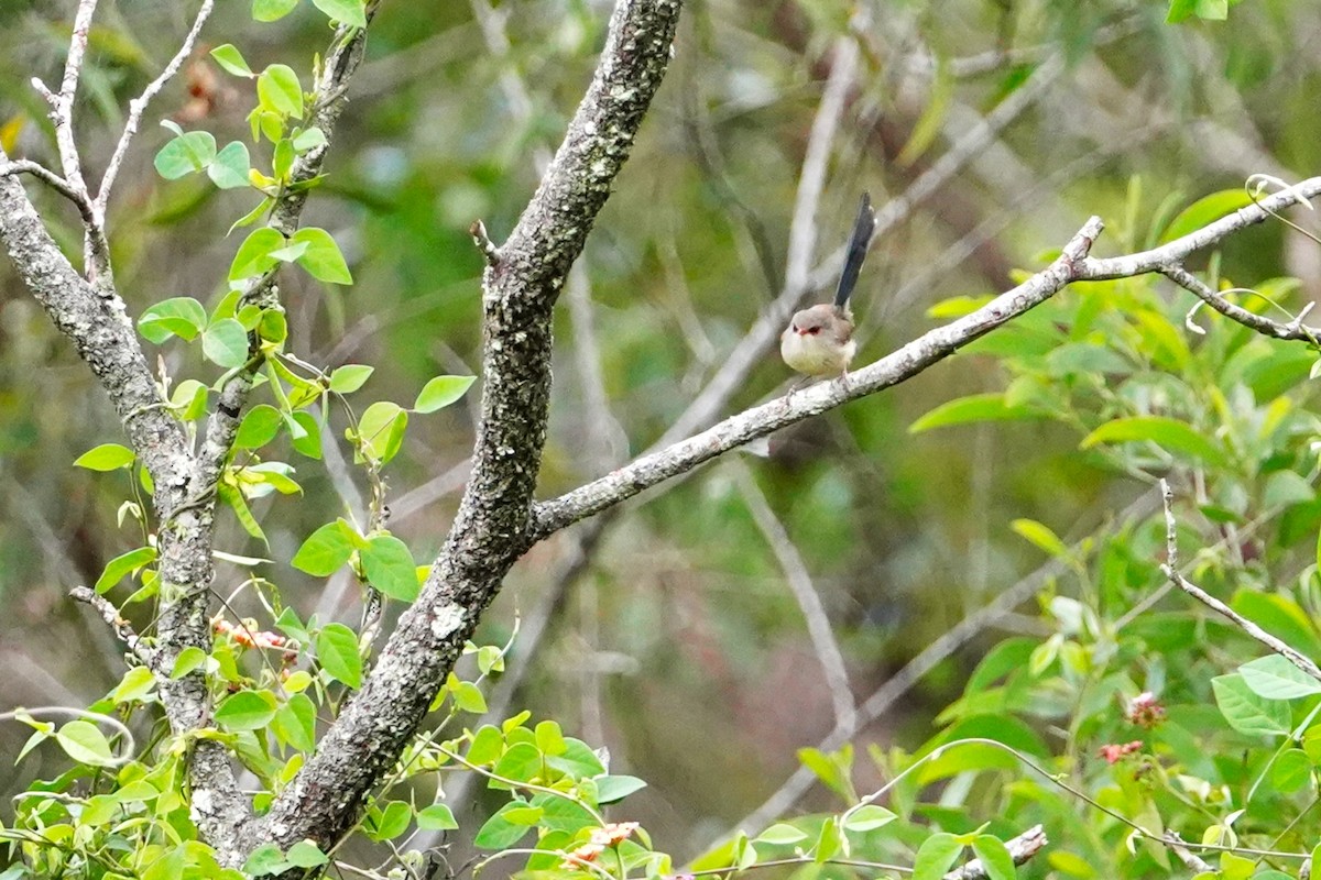 Variegated Fairywren - ML437289481