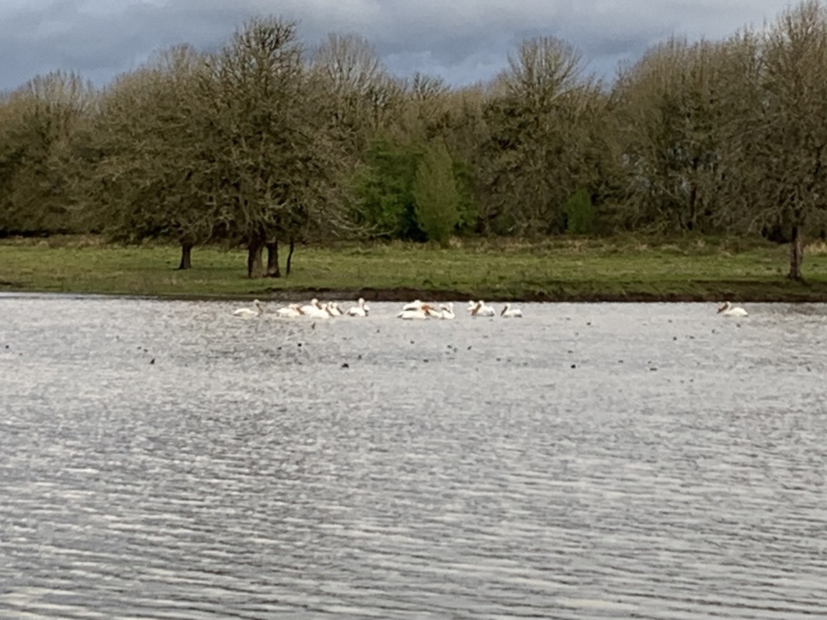 American White Pelican - ML437292191