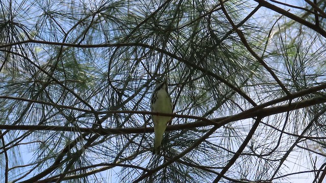 Blackpoll Warbler - ML437293661