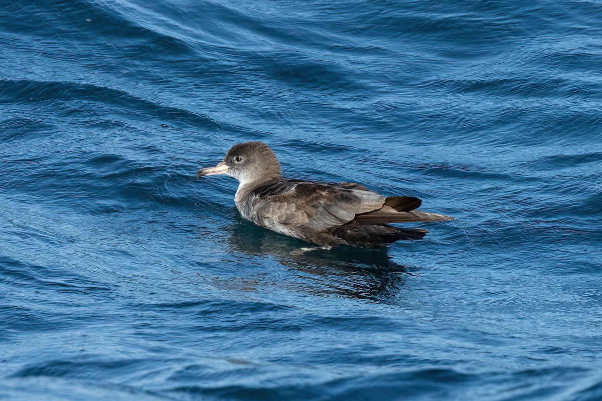 Pink-footed Shearwater - ML437294851