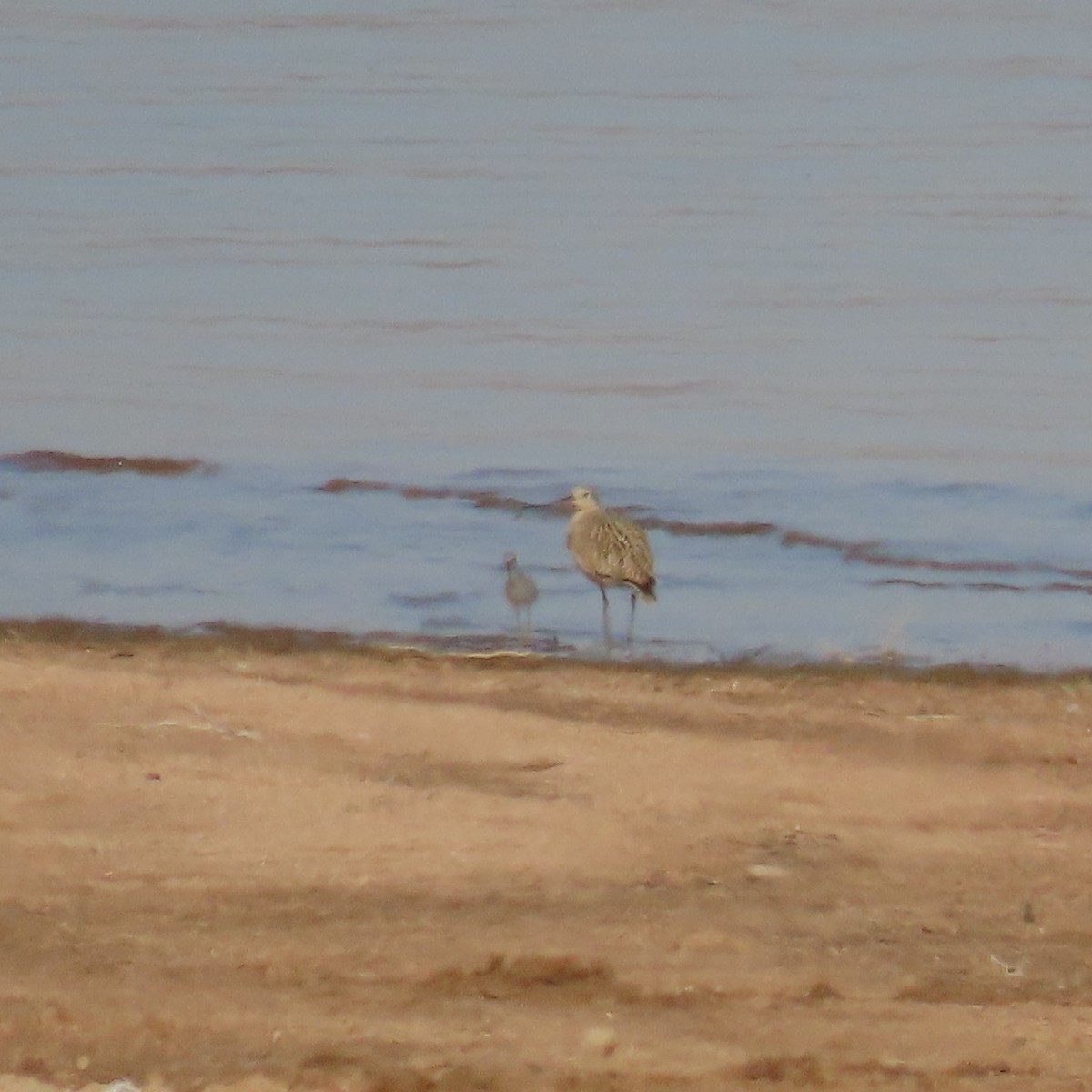 Long-billed Curlew - ML437295281