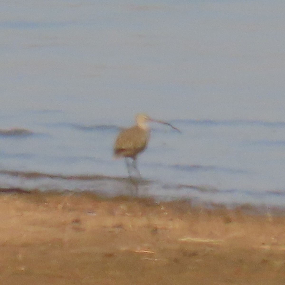 Long-billed Curlew - ML437295291