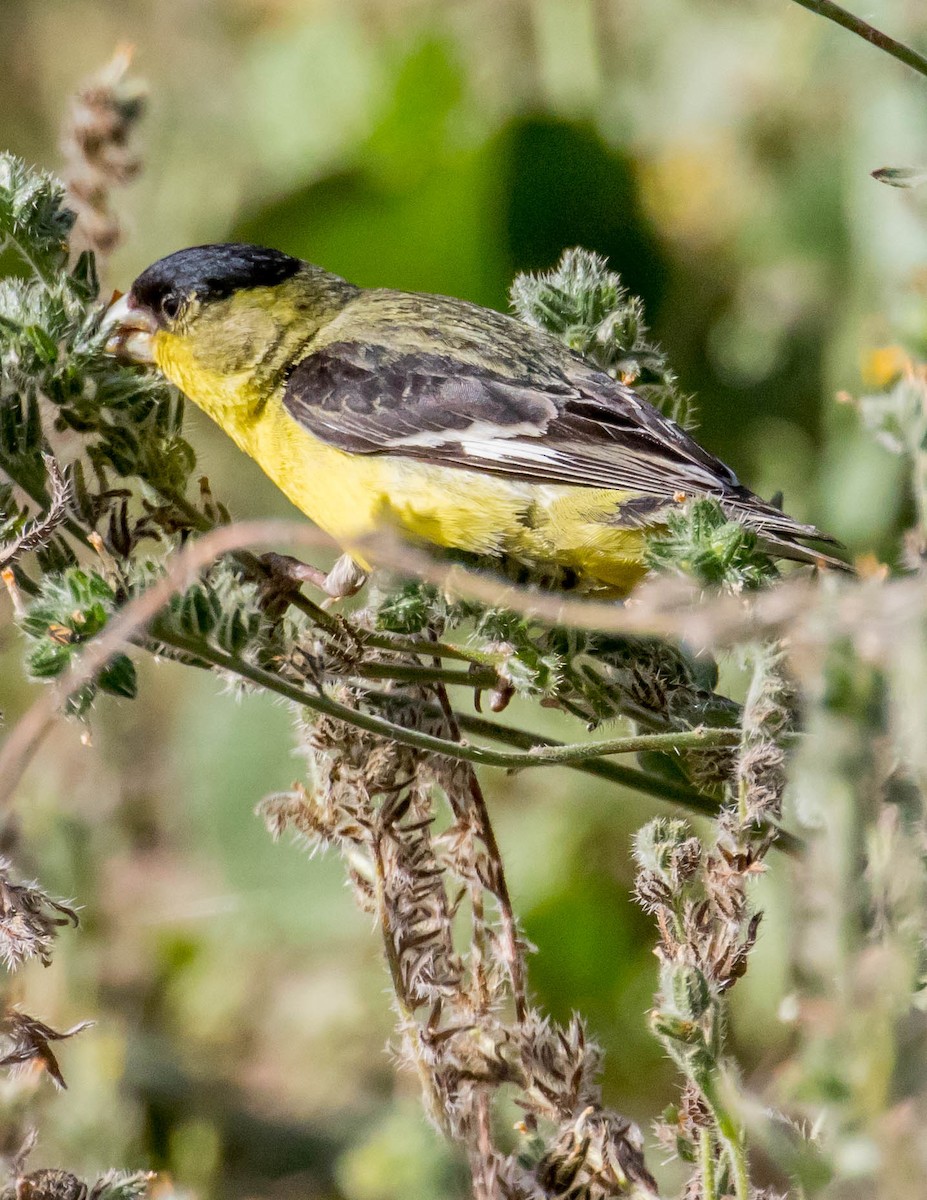 Lesser Goldfinch - ML437296071