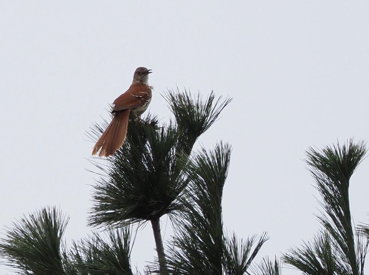 Brown Thrasher - ML437296101