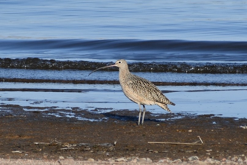 Long-billed Curlew - ML437296721