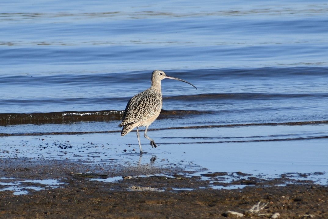 Long-billed Curlew - ML437296731