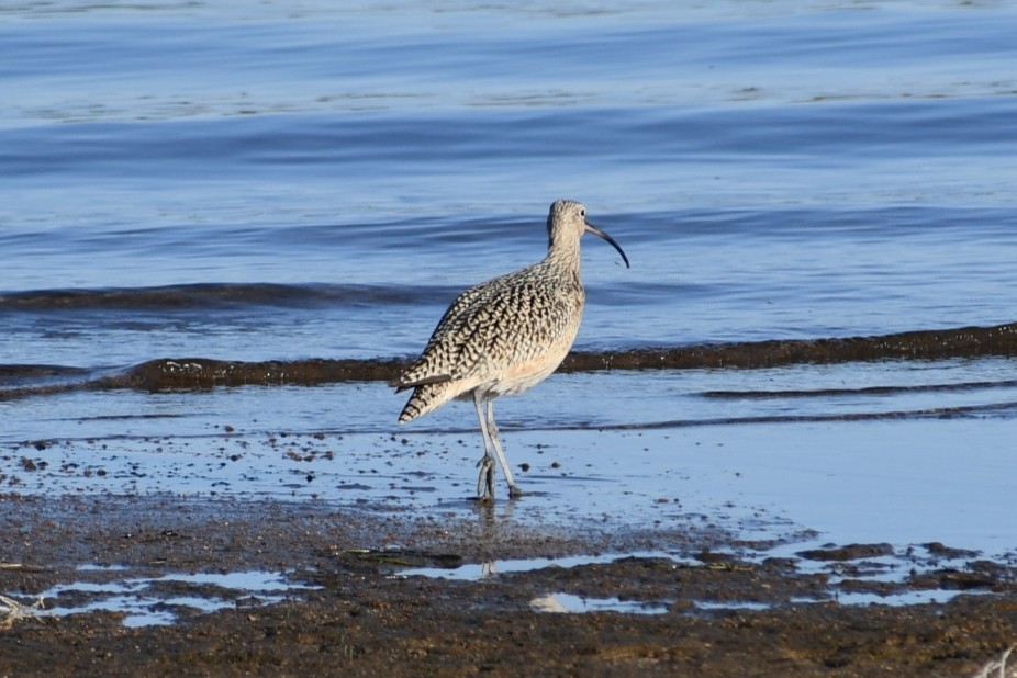 Long-billed Curlew - ML437296741