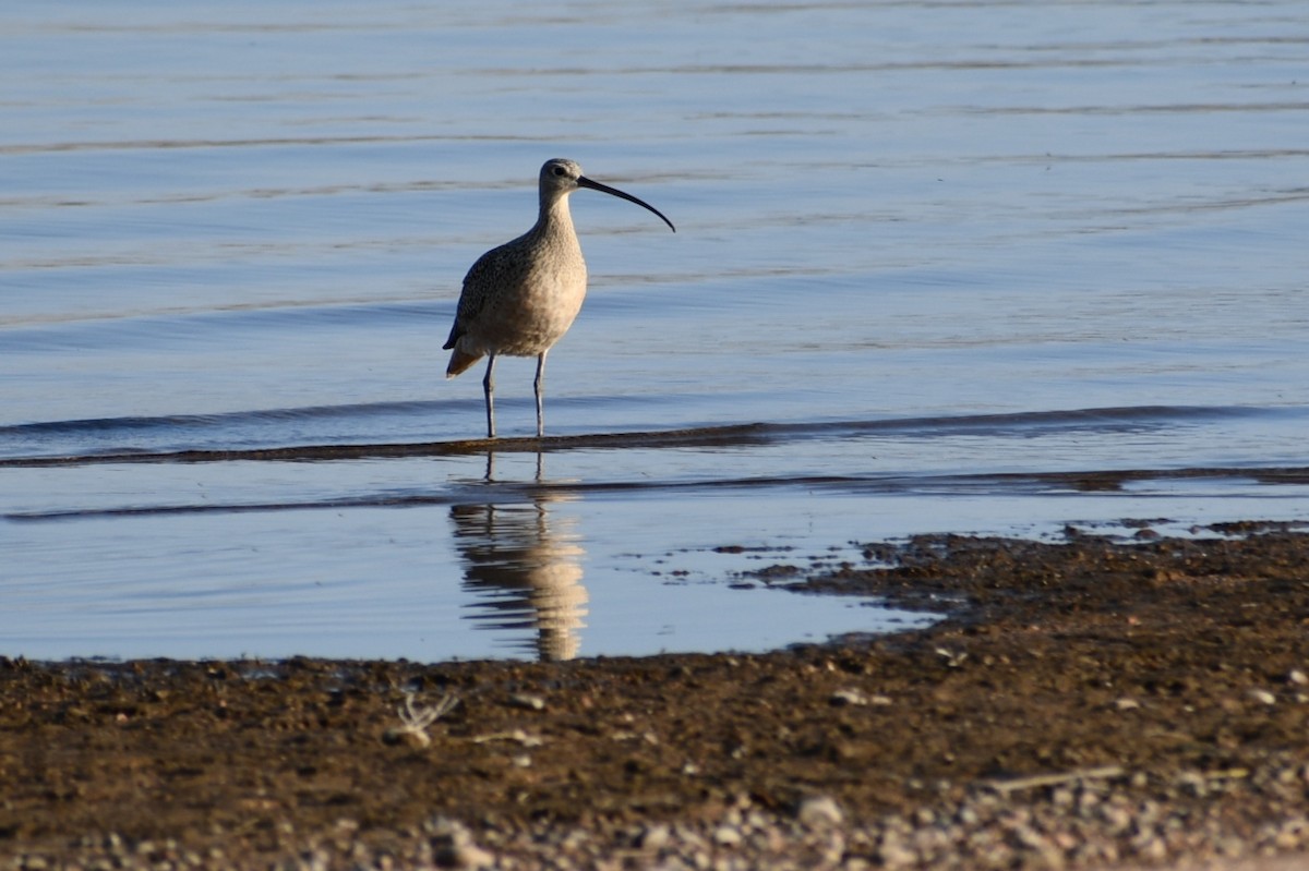 Long-billed Curlew - ML437296751