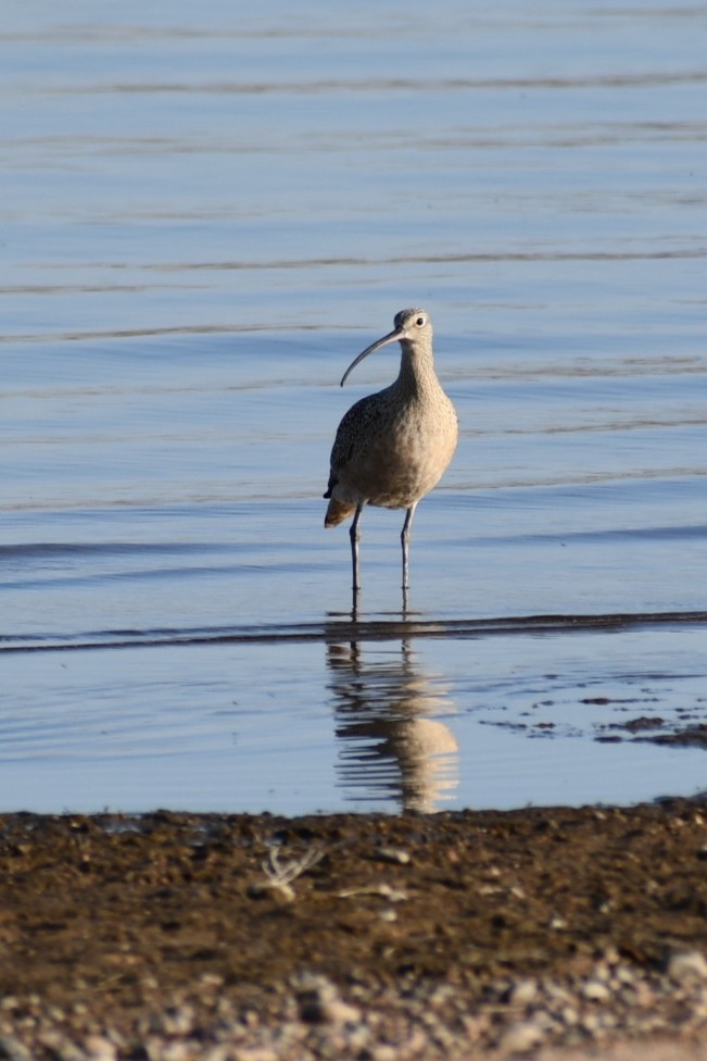 Long-billed Curlew - ML437296761