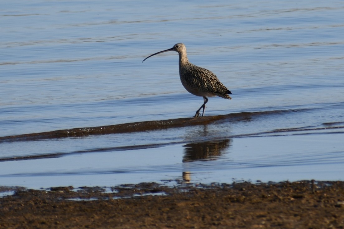 Long-billed Curlew - ML437296771