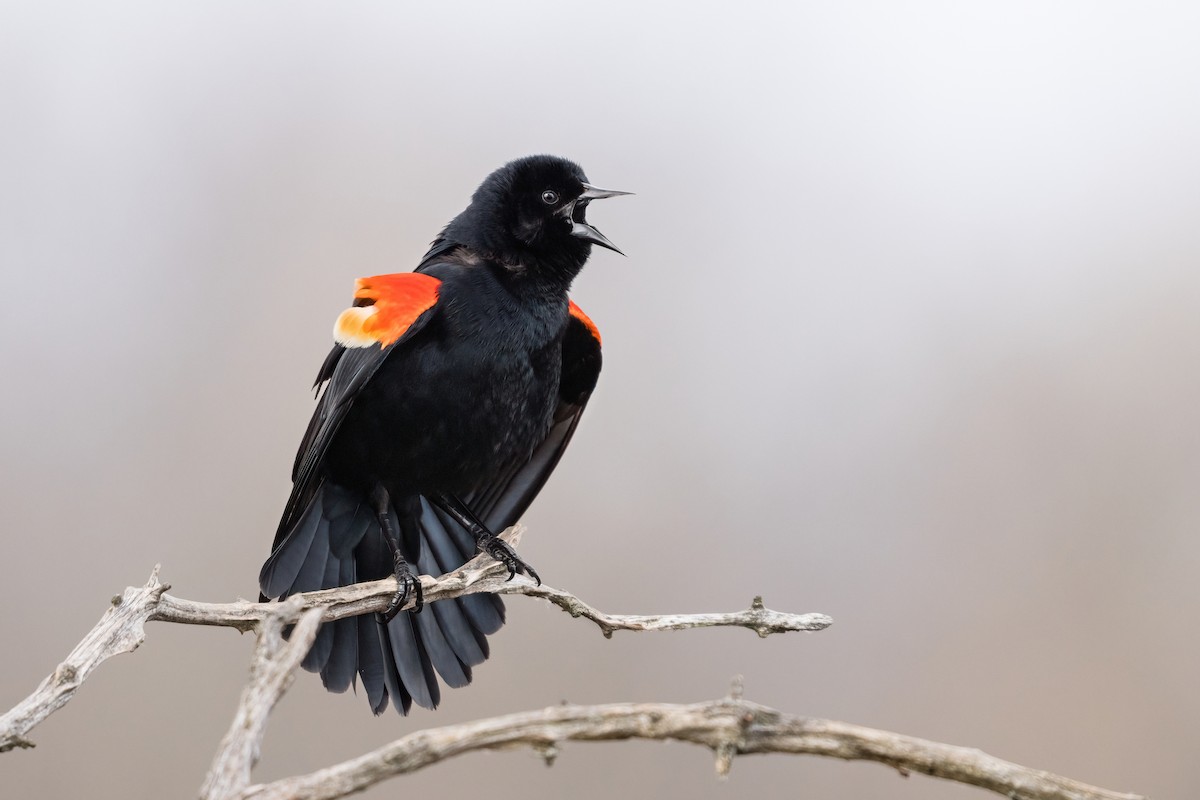 Red-winged Blackbird - Old Bird