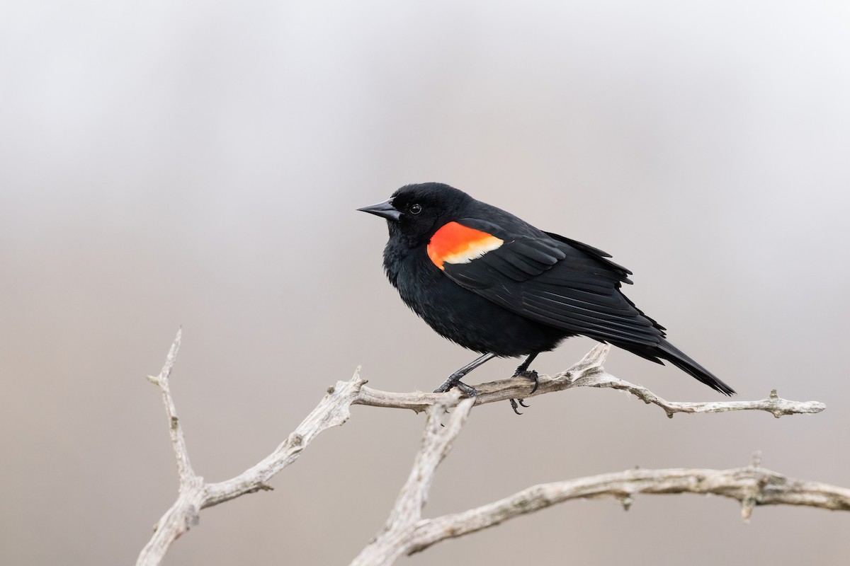 Red-winged Blackbird - Old Bird