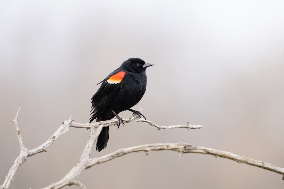 Red-winged Blackbird - Old Bird